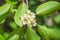 Female flowers of perennial vine Actinidia arguta