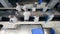 Female food factory technicians are filling plastic plates with crab sticks