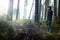 Female forester at work, watching the forest