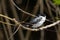 Female Fork-tailed Flycatcher