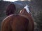 Female forming bond with a piebald mare on an afternoon of an autumn day.