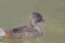 A Female Freckled Duck, Stictonetta naevosa, swimming