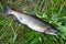 Female freshly caught pink salmon lying on the grass