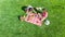 Female friends with dog having picnic in park, girls sitting on grass and eating healthy meals outdoors, aerial