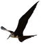 Female Frigate Bird