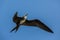 Female frigate bird in flight