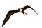 Female Frigate Bird In Flight