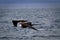 Female frigate bird flying around Seymour island