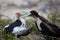 Female Frigatebird feeding young