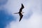 Female Frigatebird (Fregata magnificens) in flight.