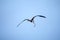 Female Frigatebird (Fregata magnificens) with Needlefish