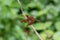 Female fulvous forest skimmer resting on a twig