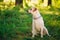 Female Funny White Labrador Retriever Dog Sitting