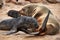 Female fur seal nursing her puppy