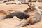 Female fur seal nursing her puppy