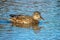 Female Gadwall - Anas strepera, at rest on water.