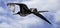 Female Galapagos Frigate flying