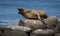 A female Galapagos sea lion calls to her pup