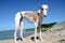 Female galgo dog at a beach