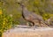 Female Gambel\'s Quail