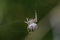 Female garden-spider feeds on its prey in web