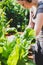 Female gardener behind chard plants