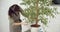 Female gardener checking the flower and cleaning the dry branches of a houseplant with a pruner. Gardening concept