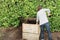 Female gardener composting organic waste
