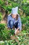 Female gardener gathering crop of peppers in vegetable garden