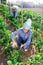 Female gardener gathering crop of peppers in vegetable garden