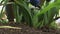 Female gardener hands doing plant care at flowerbed