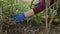 Female gardener hands doing plant care at flowerbed