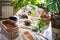 Female gardener hands mixing priming ground soil variegated monstera transplant top view closeup