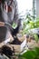Female gardener hands mixing priming ground soil variegated monstera transplant top view closeup