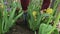 Female gardener hands planting blooming flowers in soil on flowerbed