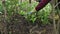 Female gardener hands planting blooming flowers in soil on flowerbed