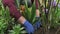 Female gardener hands planting blooming flowers in soil on flowerbed