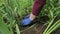 Female gardener hands planting blooming flowers in soil on flowerbed