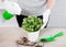 Female gardener hands watering flowers with spray bottle