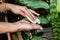 Female gardener hands wiping the dust from  houseplant leaves,  taking care of plant dieffenbachia