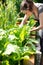 Female gardener harvesting chard or mangel