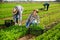 Female gardener harvests green arugula on plantation