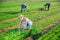Female gardener harvests green arugula on plantation