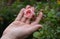 Female Gardener holding a filled pink erotic rose flower on the rose bush in the rose garden with love in her fingers