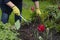 Female gardener loosens soil in flowerbed among flowers for planting plants