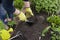 Female gardener loosens soil in flowerbed for planting plants. Gardening concept