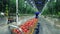 Female gardener moves a cart with tomatoes.