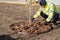 Female-gardener mulching trunk circle newly planted ginkgo tree with bark mulch in the yard or city square. Seasonal works in the