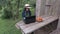 Female gardener near laptop checking the vegetables