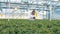 Female gardener picks pots with lettuce. One woman lifts pots to look at them closer, while checking lettuce plants.